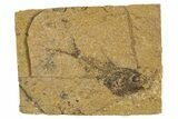 Oligocene Fossil Deep-Sea Hatchetfish (Polyipnus) - Poland #320591-1